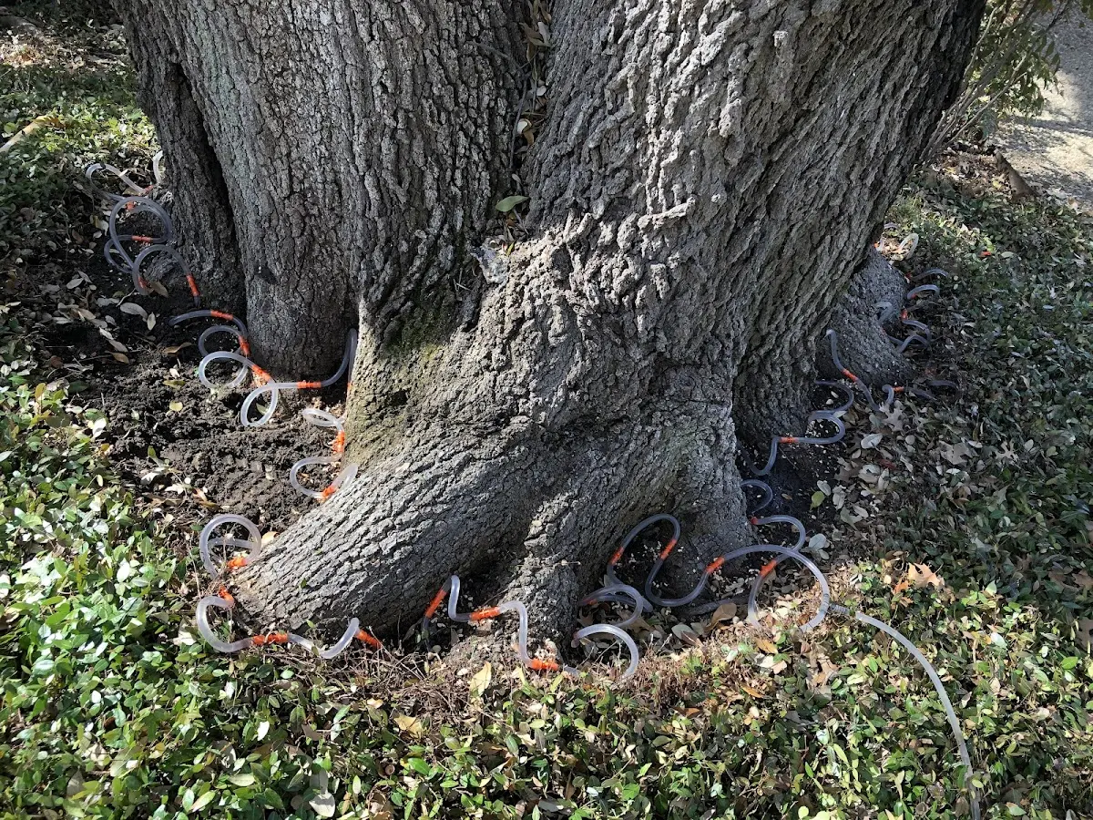 Detailed Tree Cabling and Bracing job site in Petaluma