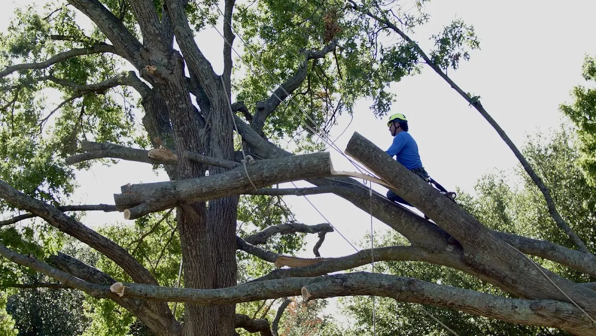 Professional Crown Thinning performed by certified arborists in Petaluma